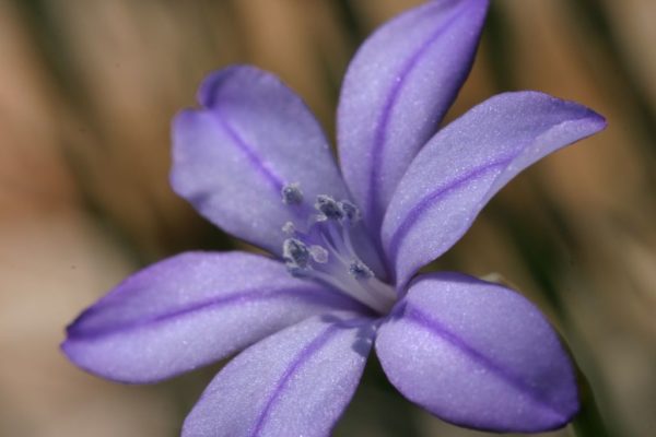 madeleine_sentierbotanique