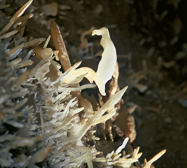 dordogne-grottes-de-maxange_embleme-de-la-grotte-le-perroquet