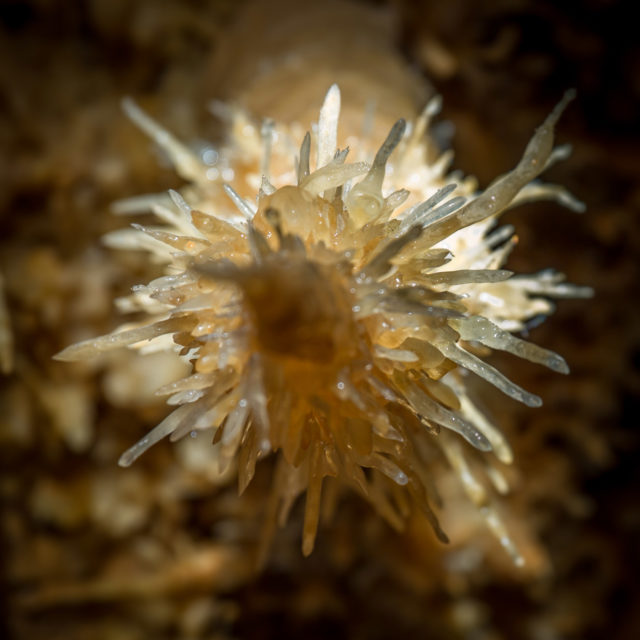 dordogne Anecat Grottes de France Grotte de Dordogne Périgord - Grottes de Maxange