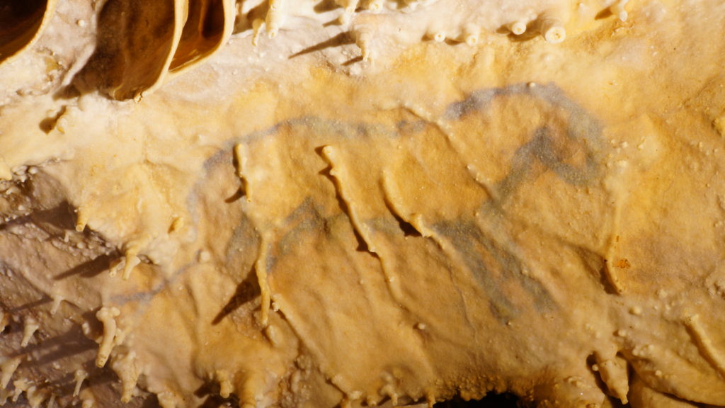 Grotte de Dordogne Périgord - Grotte de Villars