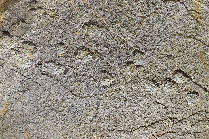 empreintes-dinosaures-lozere_remi_flament_72dpi