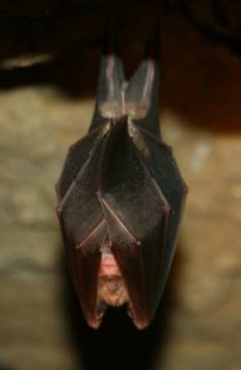 Les grottes et la loi chauve souris grottes de la balme